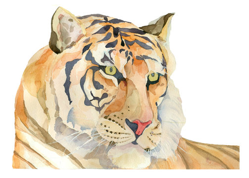 Watercolor Portrait of a Tiger isolated on white background