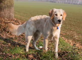 Golden Retriever
