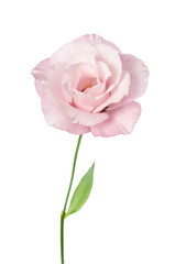 Beautiful Eustoma flower isolated on white background