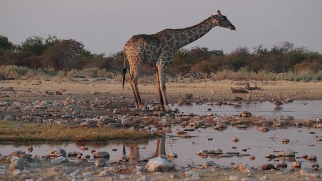 Namibia - Etoscha Nationalpark - Giraffe