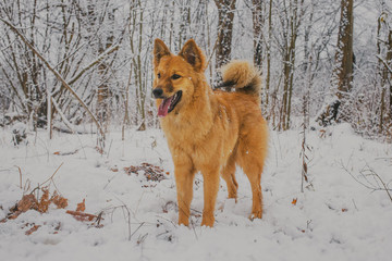 Red dog mongrel playing in the snow