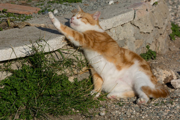 Portrait of beautiful ginger cat on asphalt