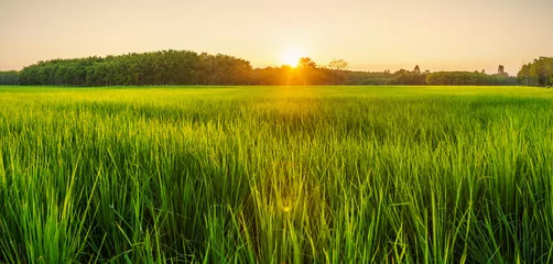 Selbstklebende Fototapete Land Reisfeld mit Sonnenauf- oder -untergang im Moninglicht