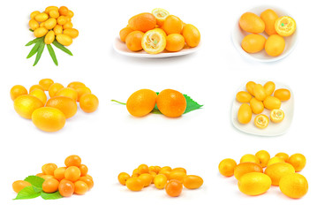 Set of cumquats