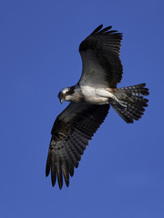 Plakat Osprey (Pandion haliaetus)