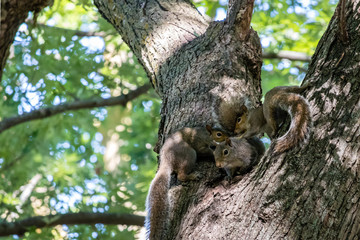 Multiple Squirrels in tree