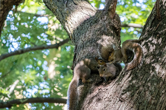 Multiple Squirrels In Tree