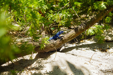 Close up of a beautiful blue iguana posing over a branch inside of a forest in san Andres beach