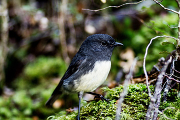 New Zealand South Island Robin Bird Wildlife
