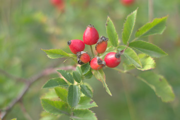 picturesque bunch of a dog rose with a ripe bright red oblong berries