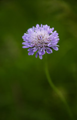 The wild chive