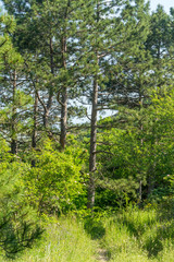 Green Forest