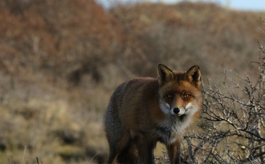 Red Fox looking straight at me