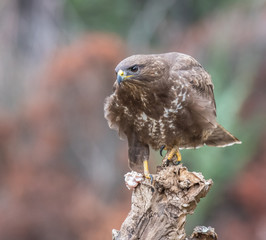 the buzzing look of the buzzard