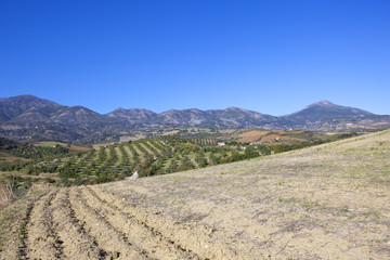 olive farm scenery