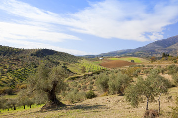 spanish olive production
