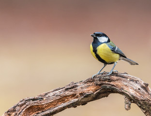 Obraz premium the small birds the forest with its great colorful