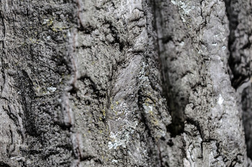 Detail of tree bark