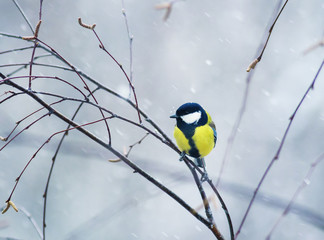 Fototapeta premium nice bird the bird sit on a branch in winter forest in the snow