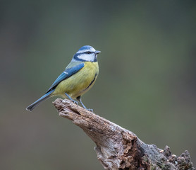 the small birds the forest with its great colorful