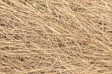 Dry yellow hay grass background texture.