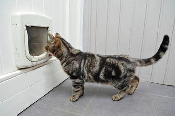 chat tigré passant porte chatière 