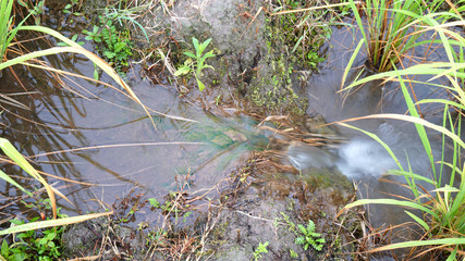 Obraz premium Step Rice field in Thailand