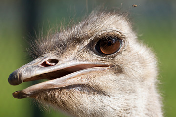 Ostrich portrait with open mouth close-up. Sharpen on eyes. Shot made in reservation Askania Nova, Ukraine