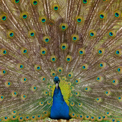Obraz premium Beautiful bird male peacock close up. Shot made in Reservation Askania Nova, Ukraine