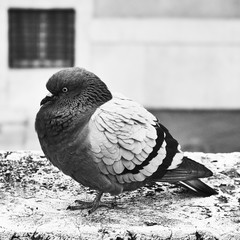 piccione