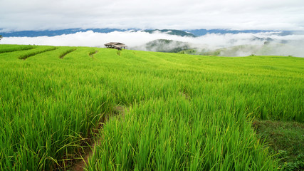 Step Rice field in Thailand