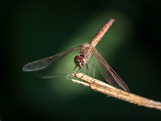libellula macro