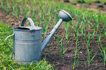garlic sprouts with aluminum watering can, garlic plantation, young green garlic plants in a field at spring time  © encierro
