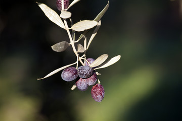 olive tree branch