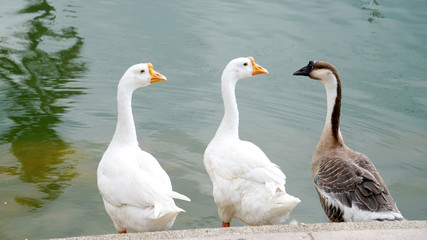 3 Goose in the park