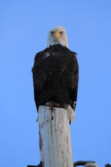 Upright picture of white bald eagle on top of pole looking in different directions
