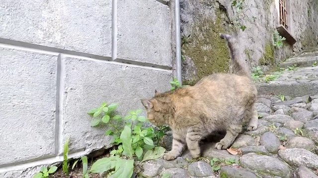 Grey cat walking on the ancient street made of stones.