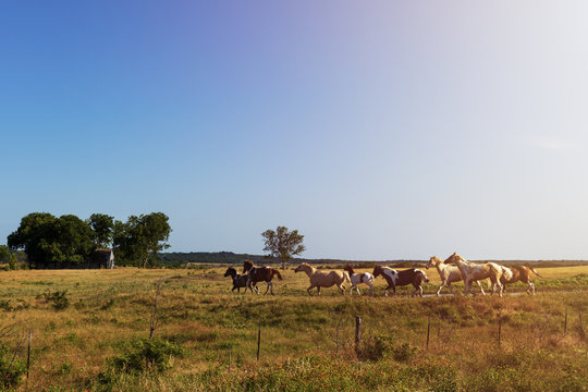 Horses in a ranch with an old barn in the background in rural Texas at sunset, USA; Concept for travel in the USA and in Texas