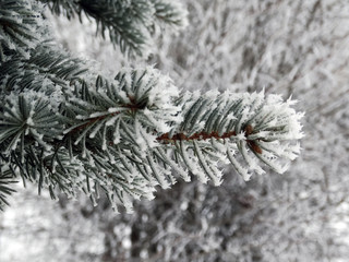 Snow-covered spruce needles