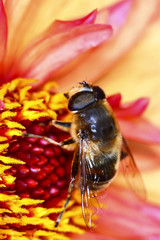 Honey bee pollinating dahlia flowers on a warm summer day