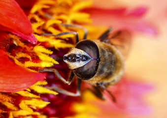 Honey bee pollinating dahlia flowers on a warm summer day