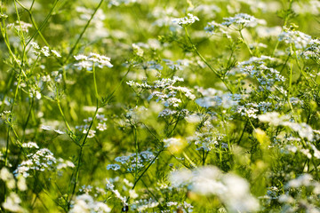 cilantro coriander flowers blooming in garden