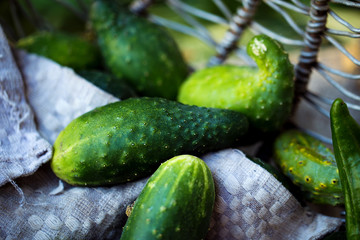 Colorful heirloom cucumbers on rustic background