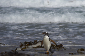 Obraz premium Gentoo Penguin (Pygoscelis papua) coming ashore at The Neck on Saunders Island in the Falkland Islands.