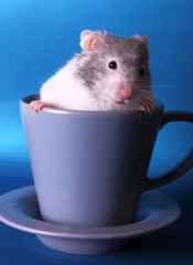 Syrian hamster in a teacup