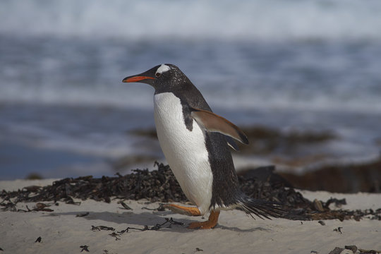 Gentoo Penguin (Pygoscelis papua) coming ashore at The Neck on Saunders Island in the Falkland Islands.