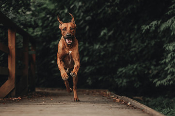 Running Rhodesian Ridgeback