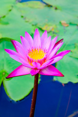 Pink Lotus are blooming beautifully,  The lotus is the symbol of Buddhism and Buddhist showing respect sacred