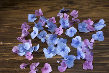 hydrangea - summer flowers