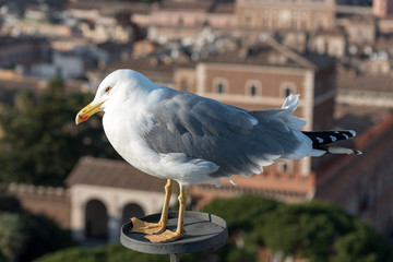 Beautiful seagull close-up  in the city.